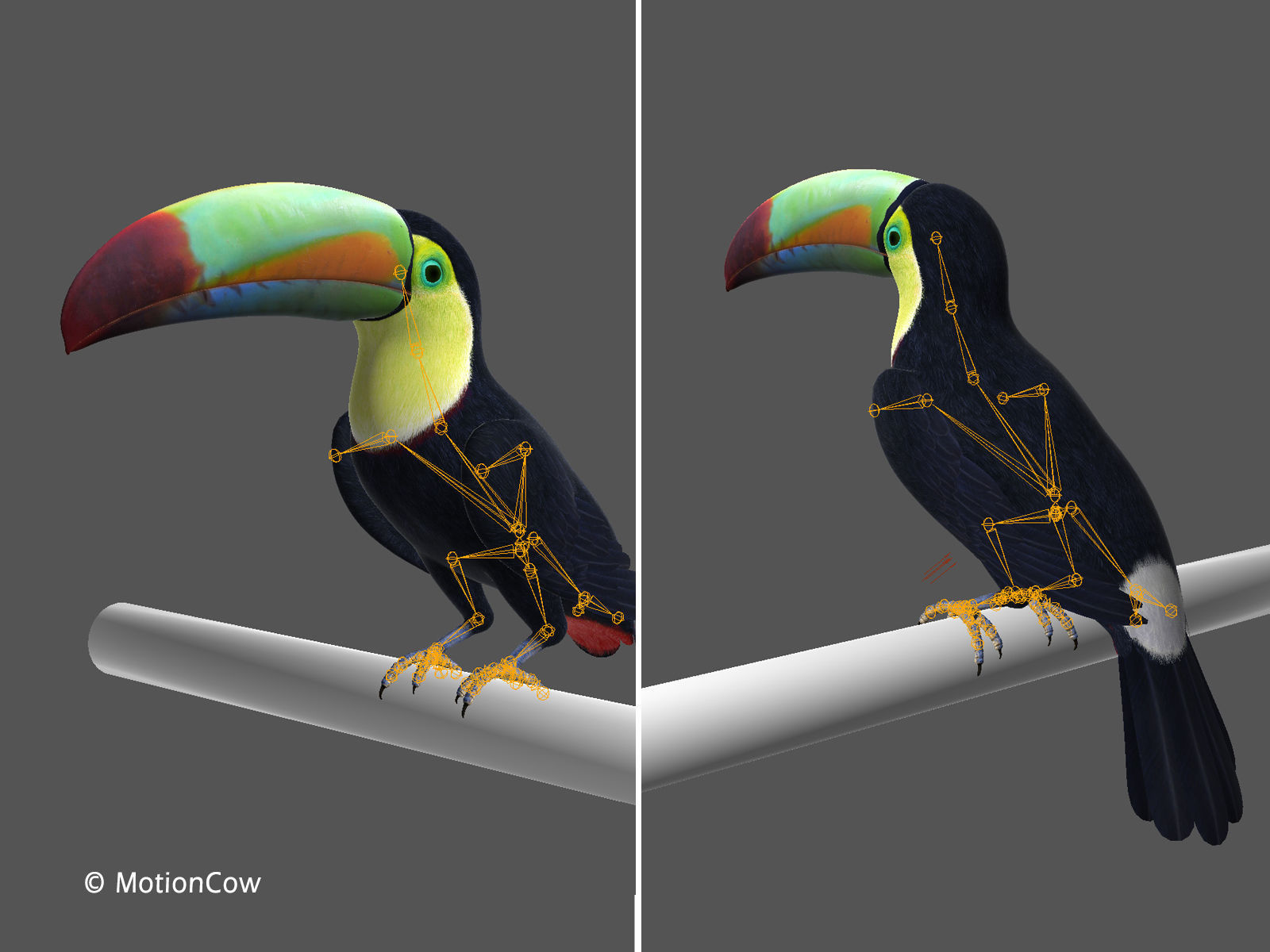 Toucan B - Folded Wings 3D model_14