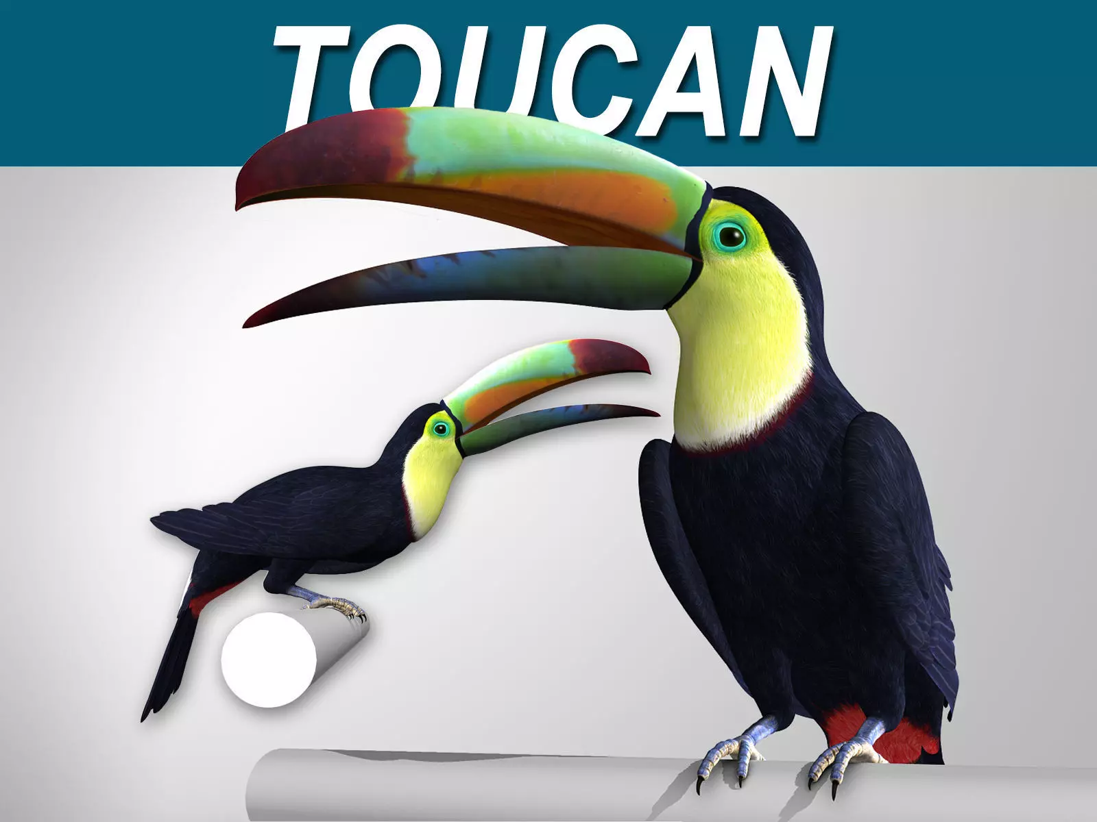 Toucan B - Folded Wings 3D model_0