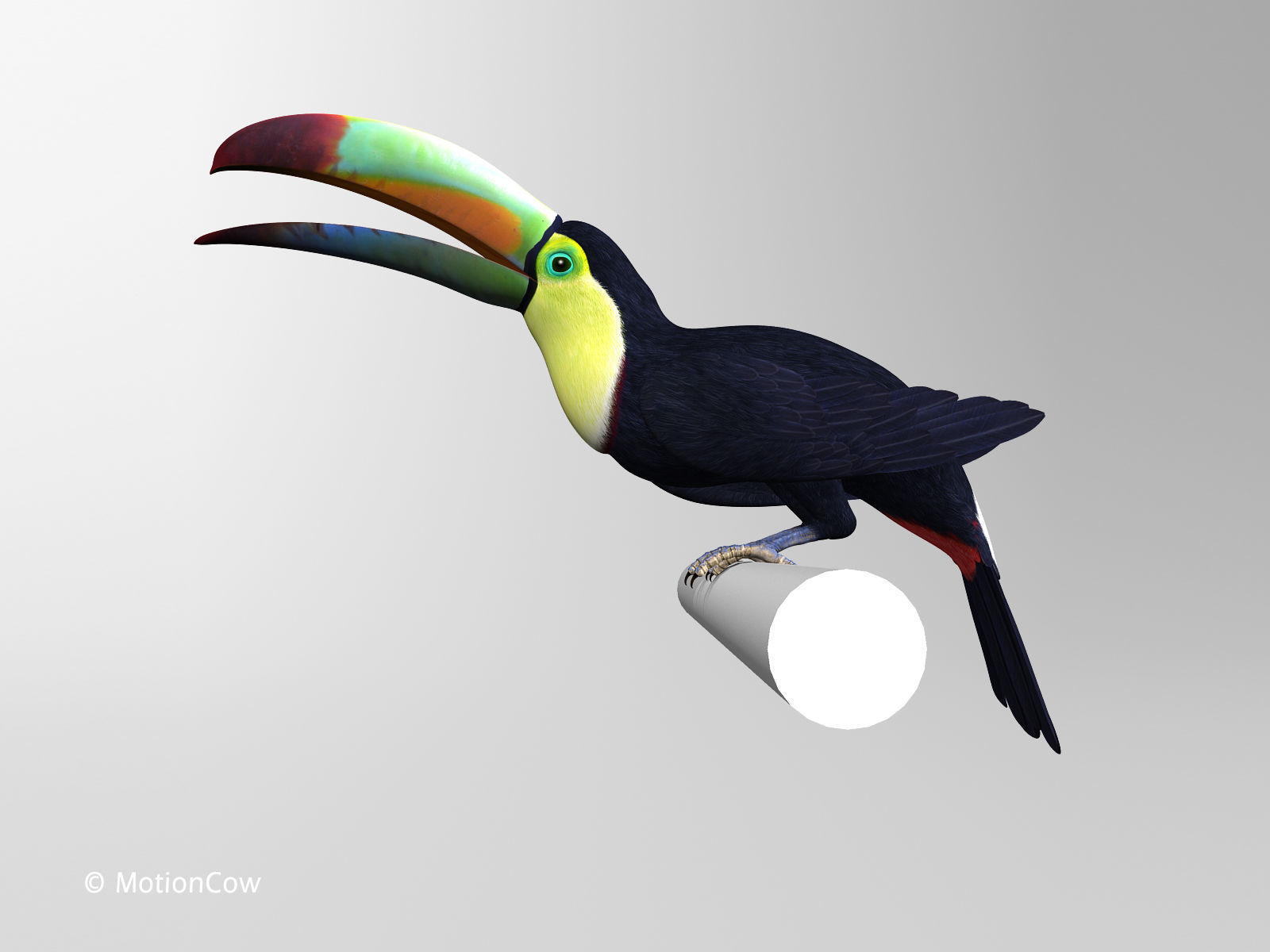 Toucan B - Folded Wings 3D model_6
