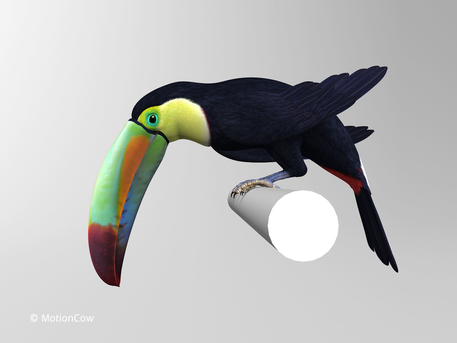 Toucan B - Folded Wings 3D model_5