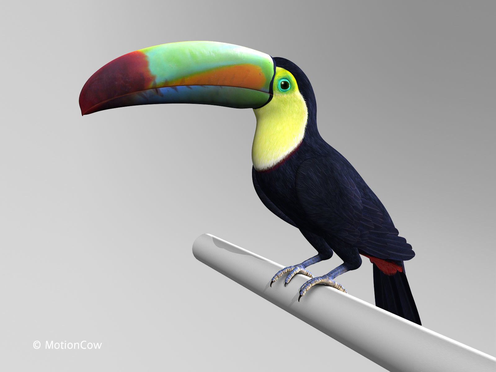 Toucan B - Folded Wings 3D model_2
