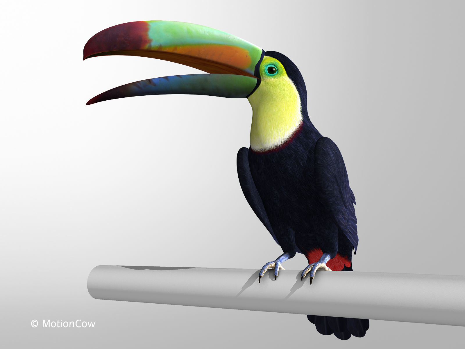 Toucan B - Folded Wings 3D model_9