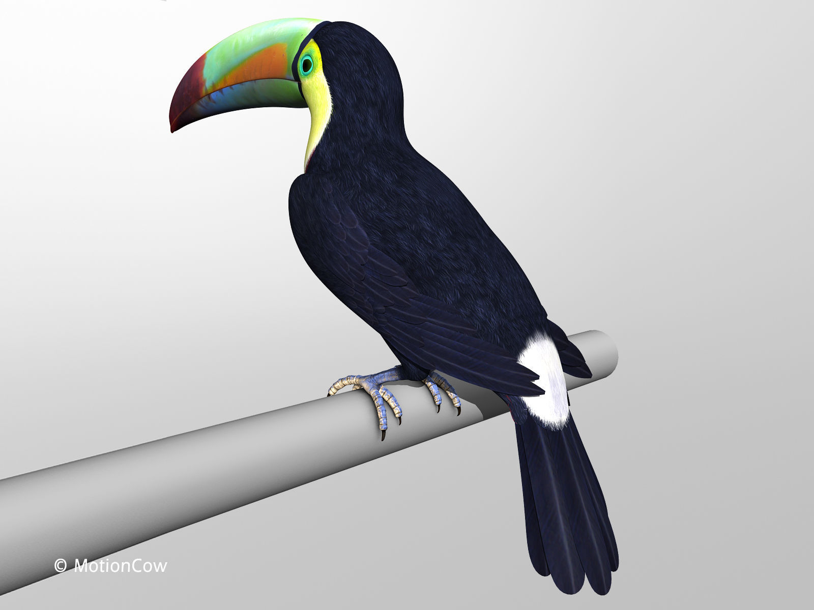 Toucan B - Folded Wings 3D model_4