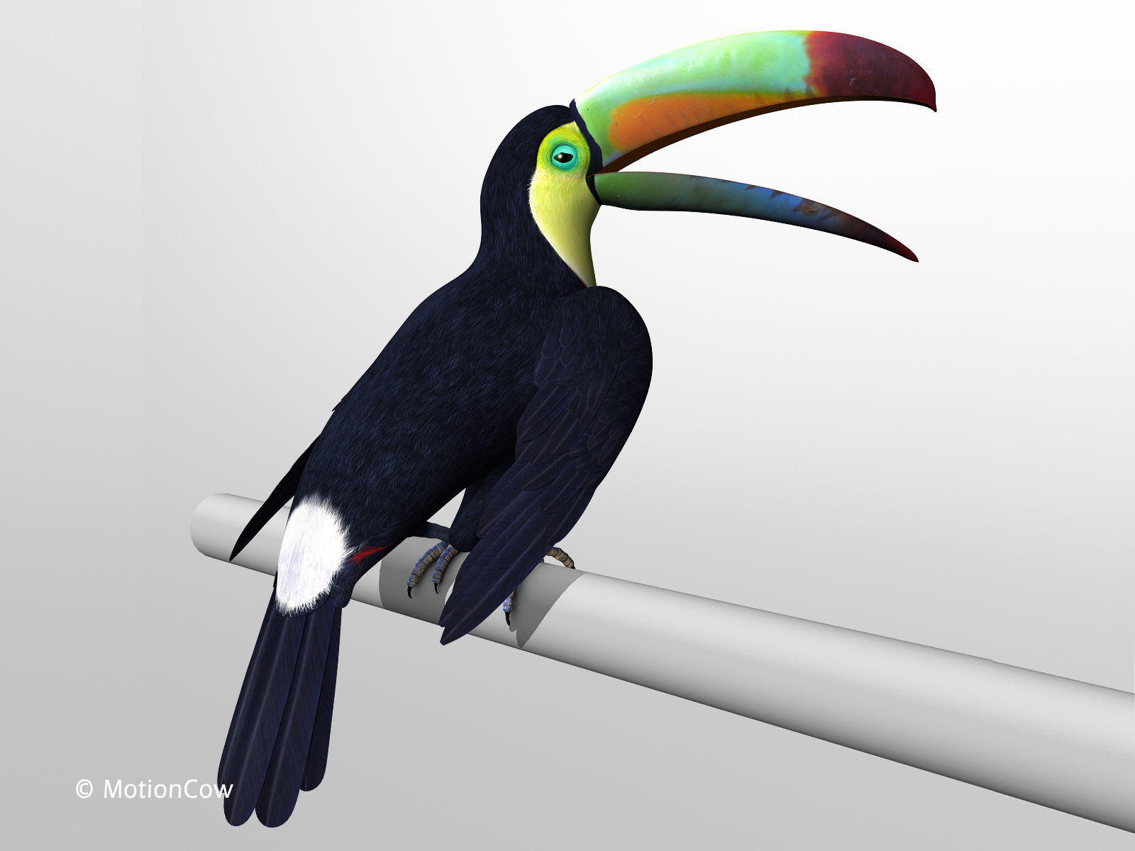 Toucan B - Folded Wings 3D model_3