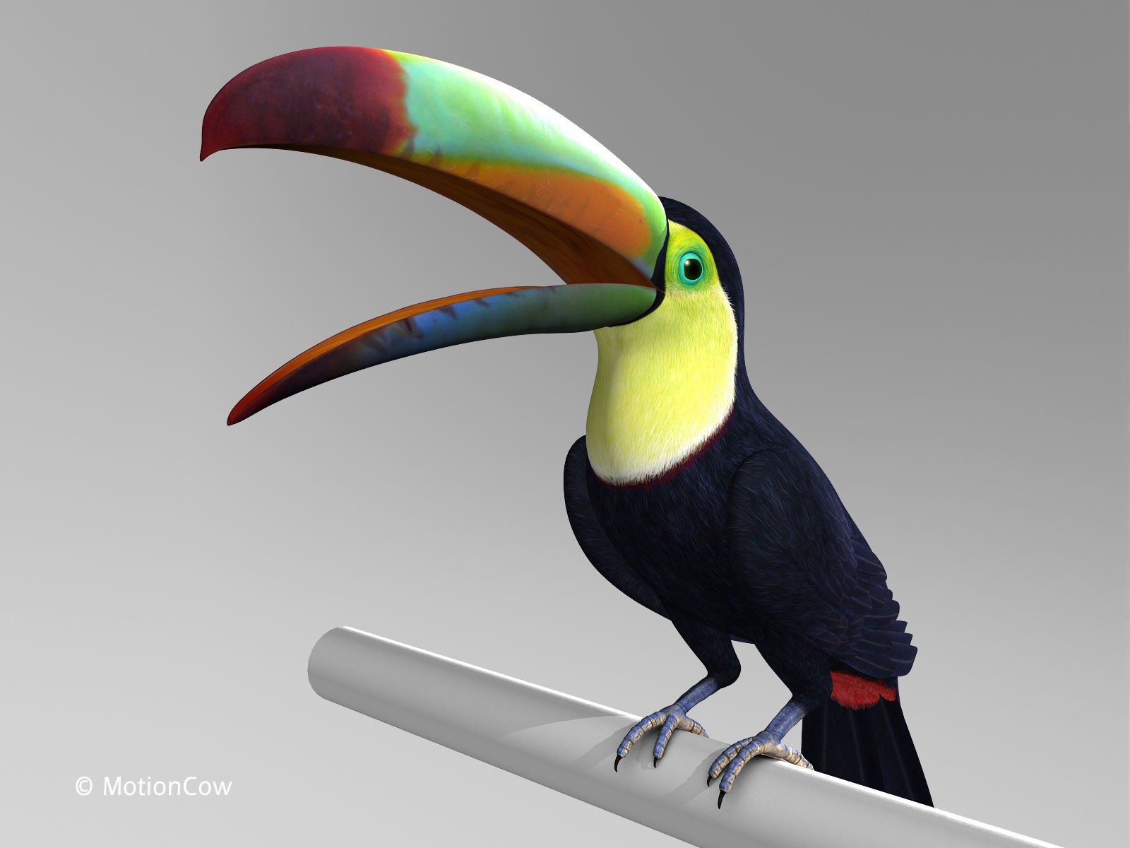 Toucan B - Folded Wings 3D model_1