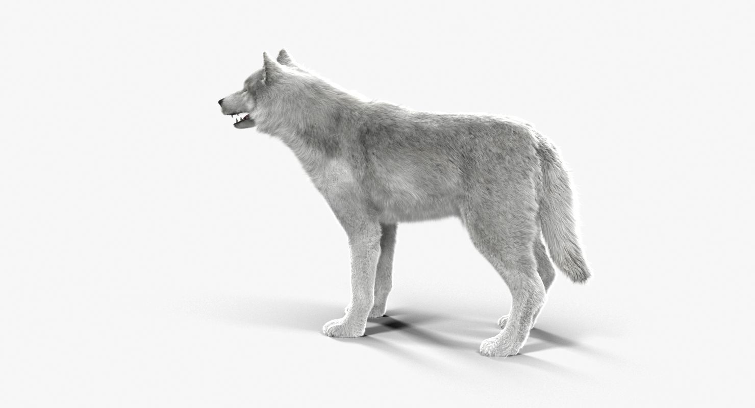 Wolf White Low-poly 3D model_13