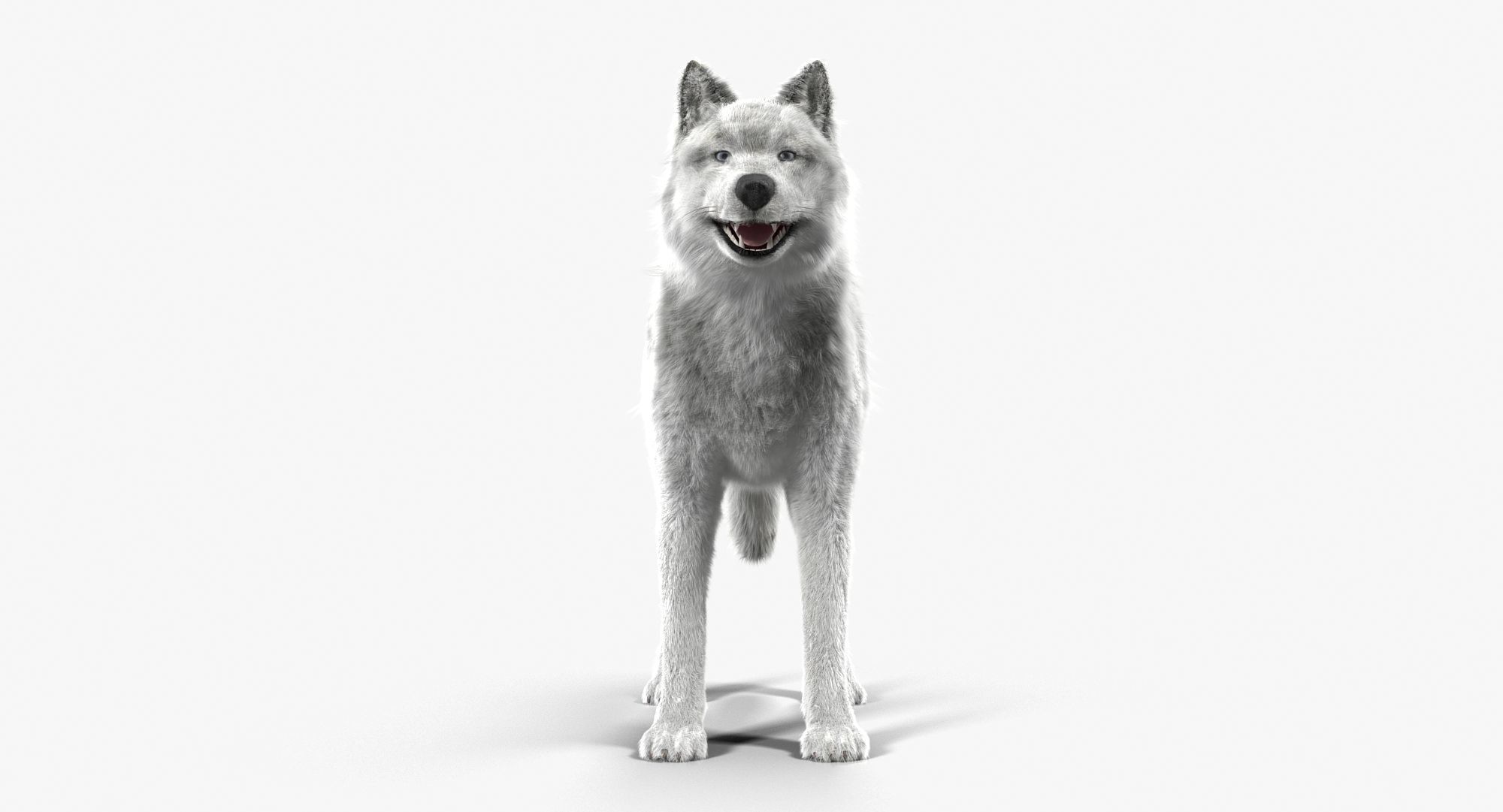 Wolf White Low-poly 3D model_4