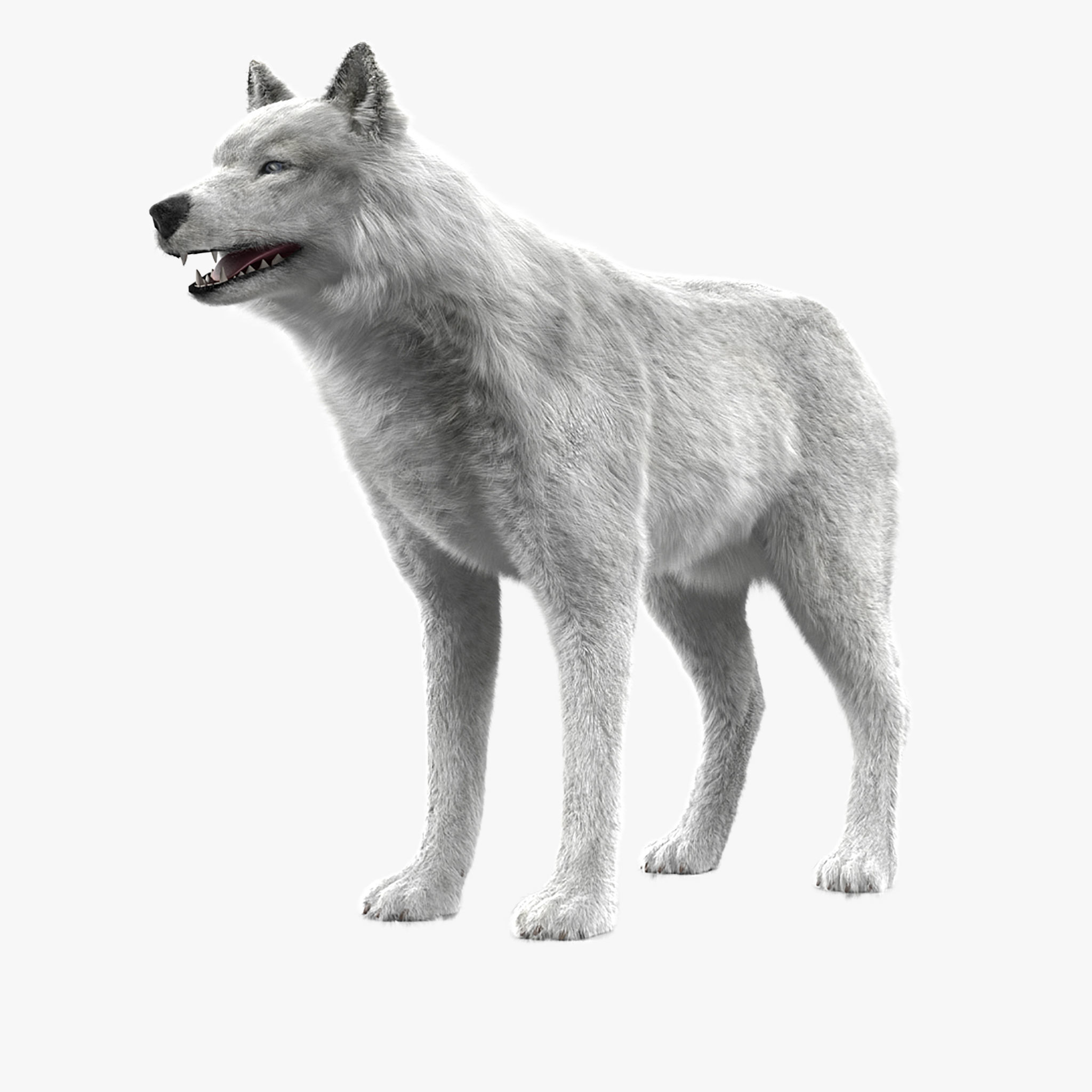 Wolf White Low-poly 3D model_26