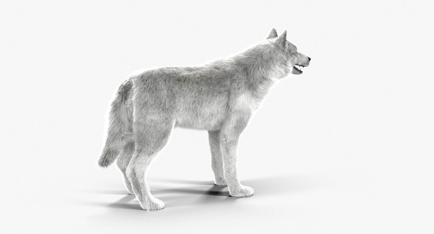 Wolf White Low-poly 3D model_9