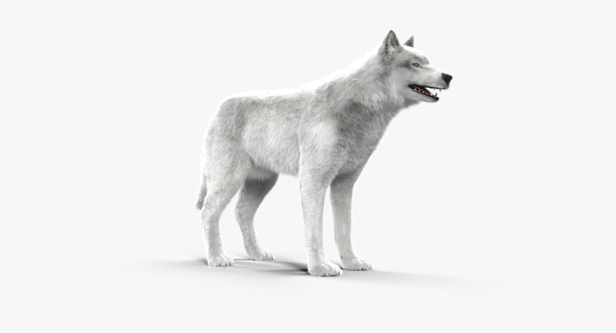 Wolf White Low-poly 3D model_1