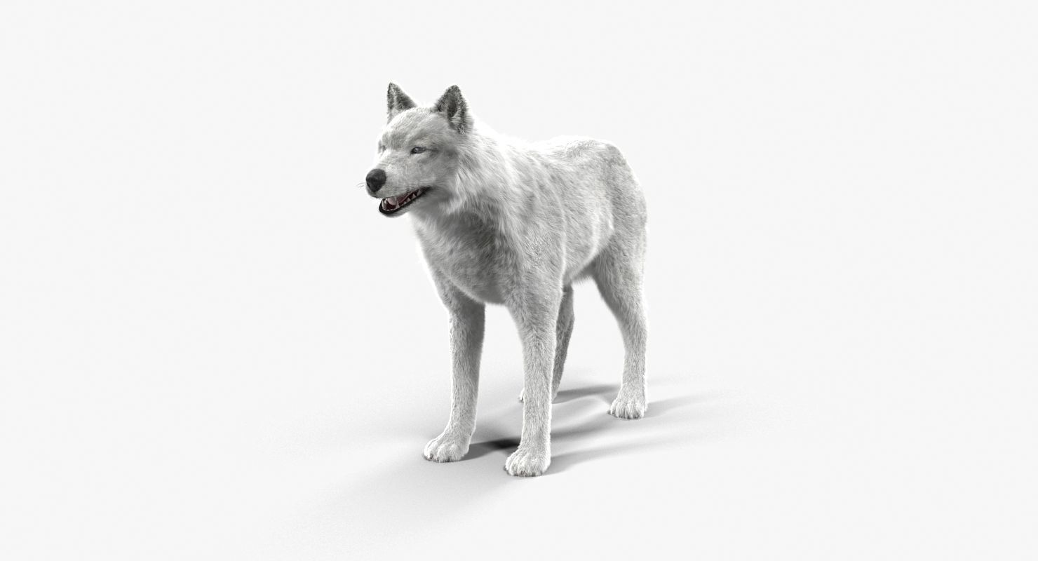 Wolf White Low-poly 3D model_5