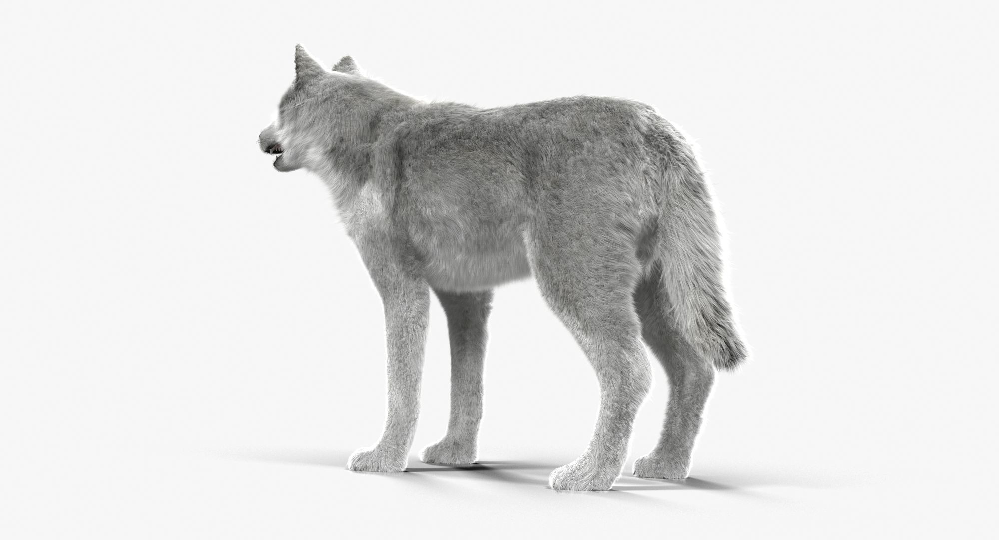 Wolf White Low-poly 3D model_3