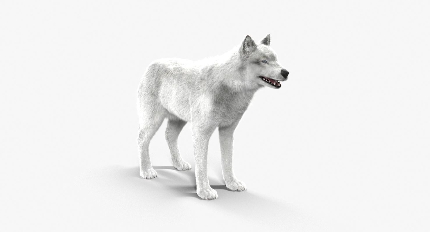 Wolf White Low-poly 3D model_7