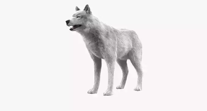Wolf White Low-poly 3D model