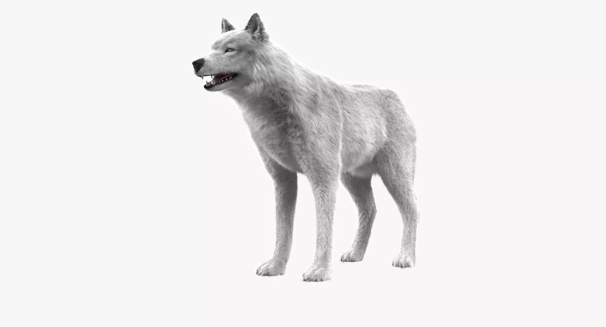 Wolf White Low-poly 3D model_0