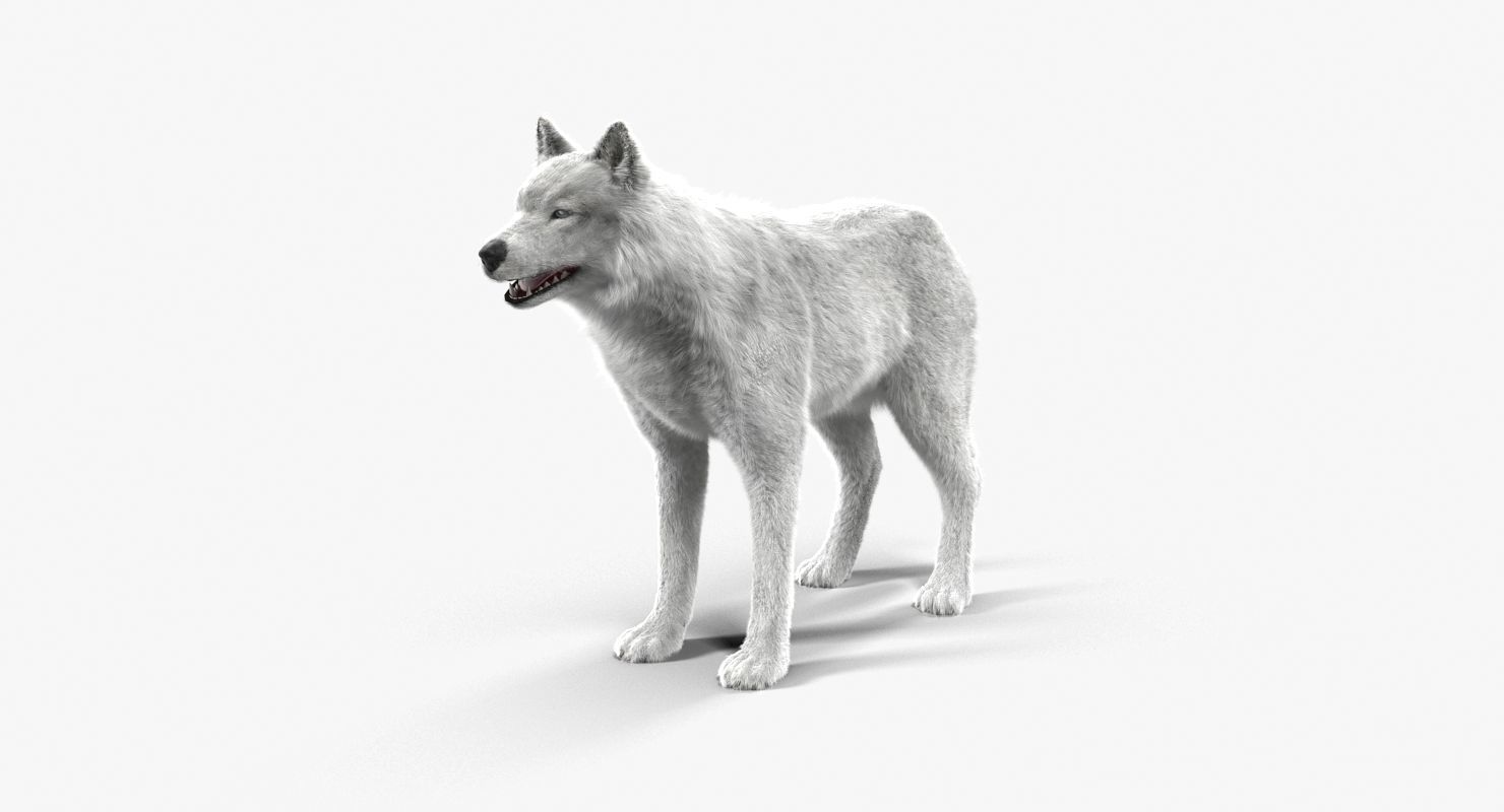 Wolf White Low-poly 3D model_15