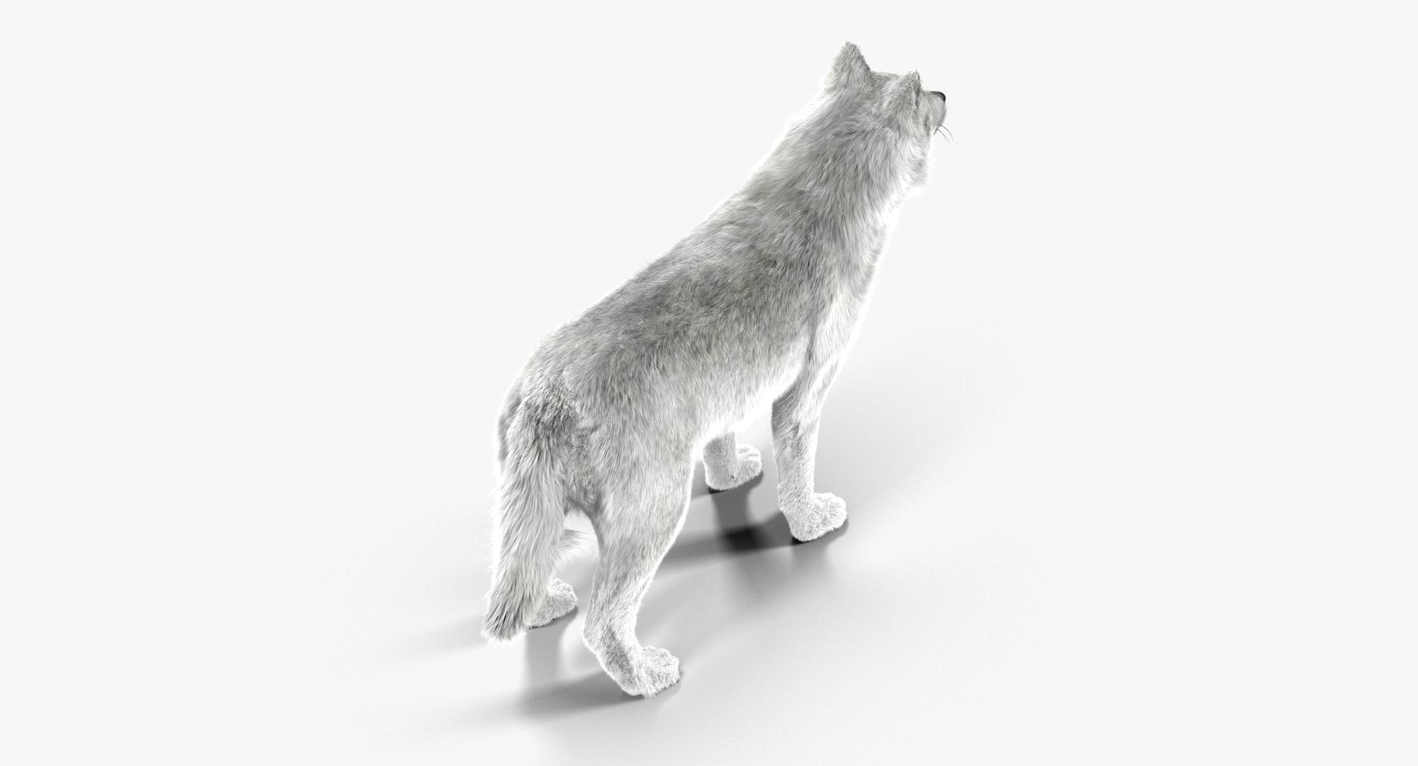 Wolf White Low-poly 3D model_2
