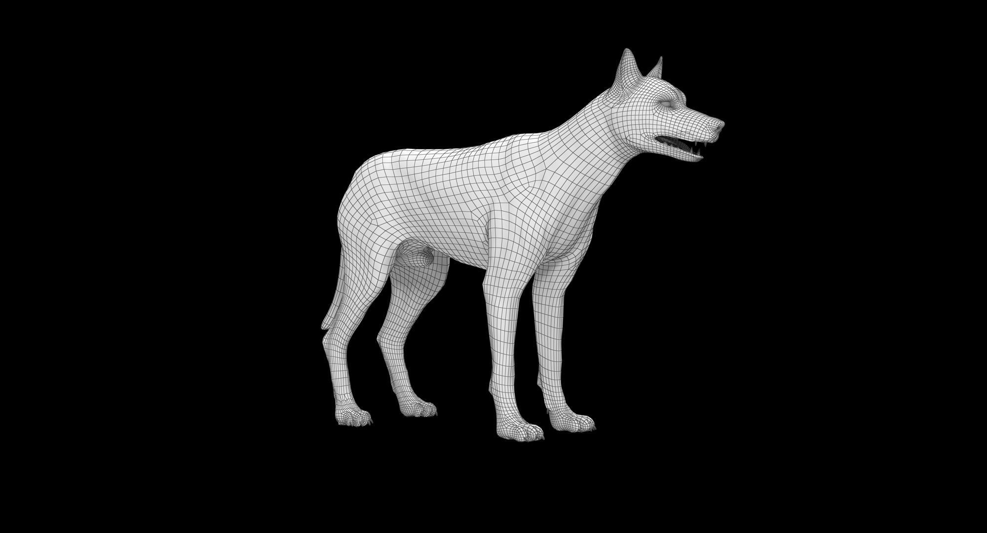 Wolf White Low-poly 3D model_19