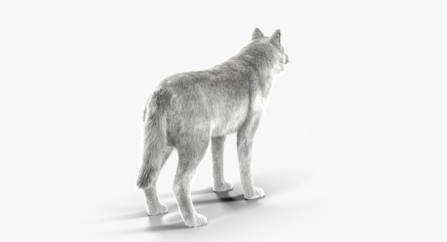 Wolf White Low-poly 3D model_10