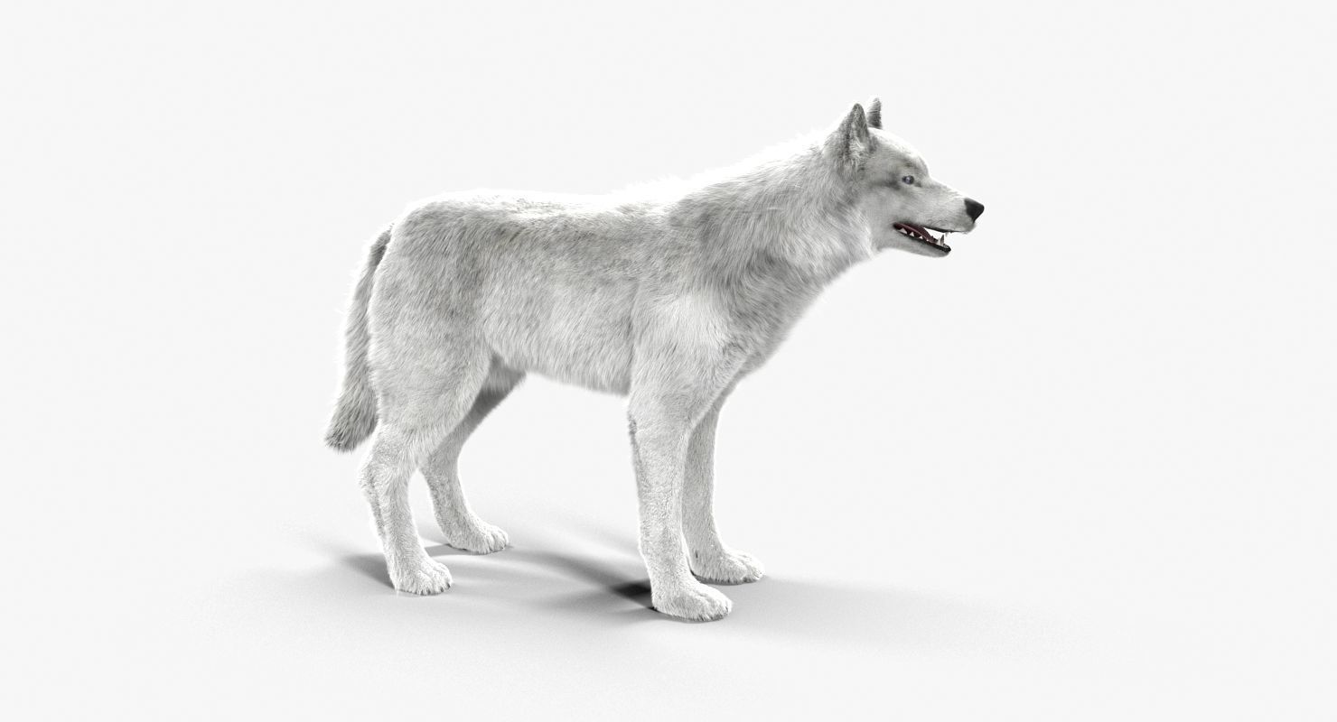 Wolf White Low-poly 3D model_8