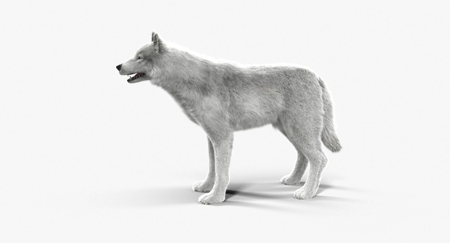 Wolf White Low-poly 3D model_14