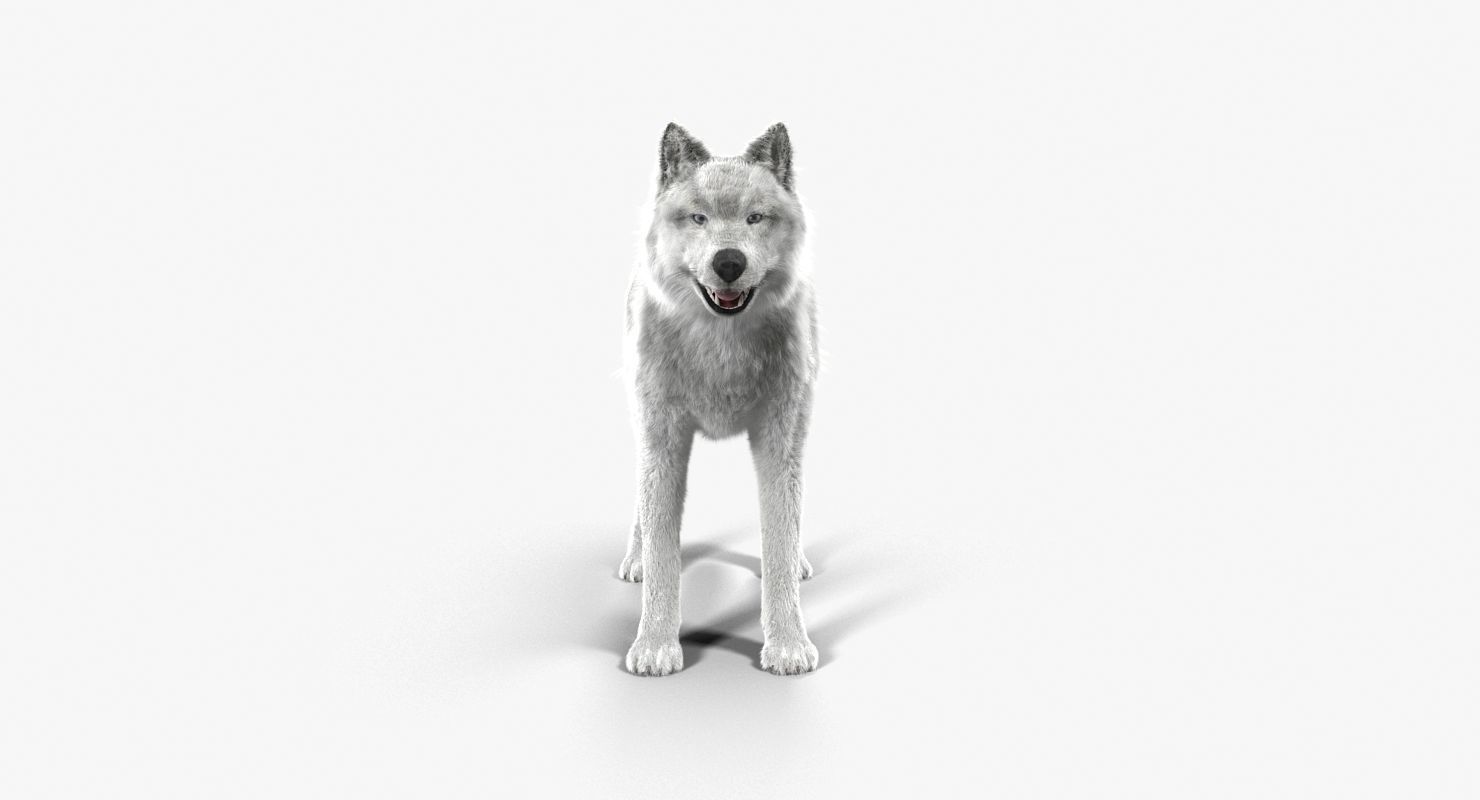 Wolf White Low-poly 3D model_6