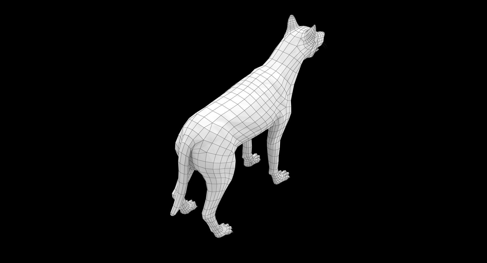 Wolf White Low-poly 3D model_20