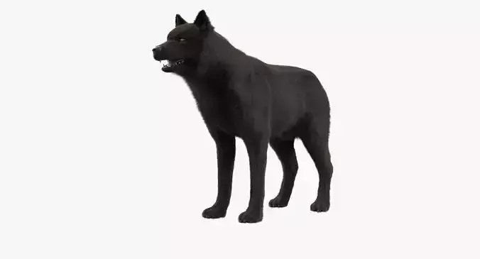Wolf Black Low-poly 3D model