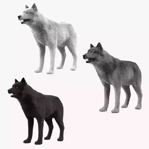 Wolf Colletion 3D Model Collection