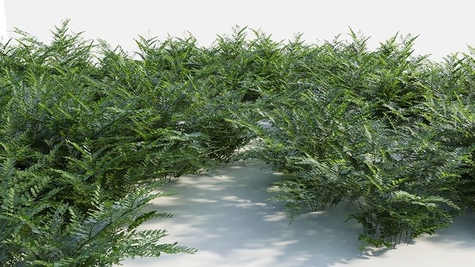 Davallia mariesii c 3D model