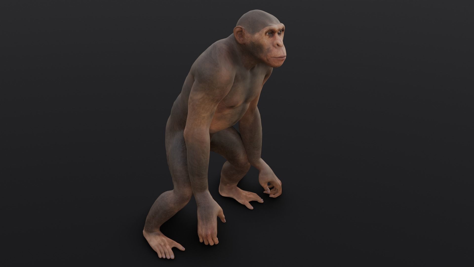 Animated Monkey 3D Model Low-poly 3D model_14
