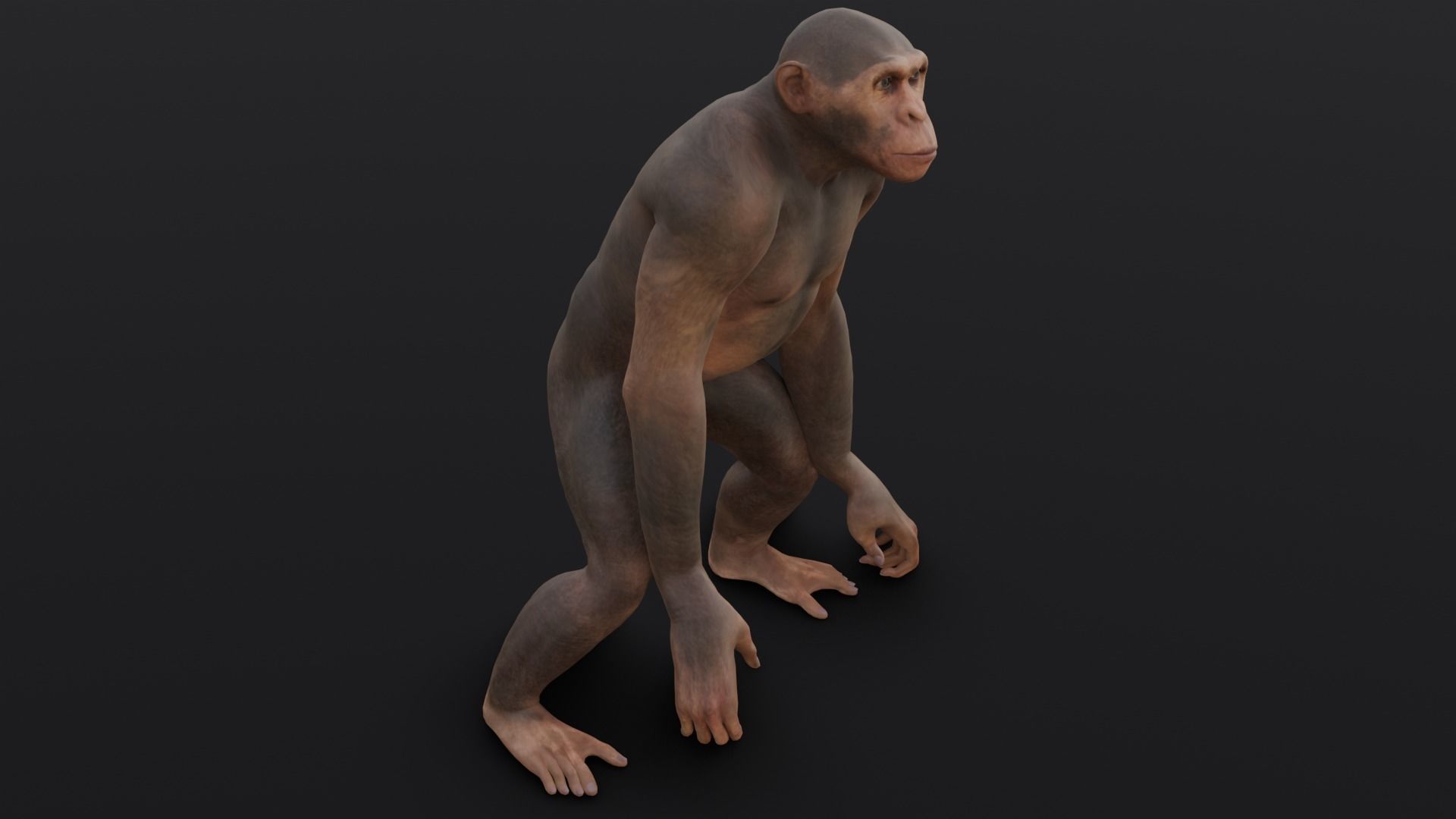 Animated Monkey 3D Model Low-poly 3D model_5