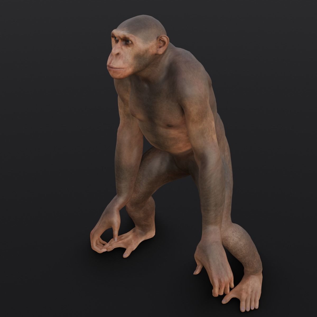 Animated Monkey 3D Model Low-poly 3D model_11