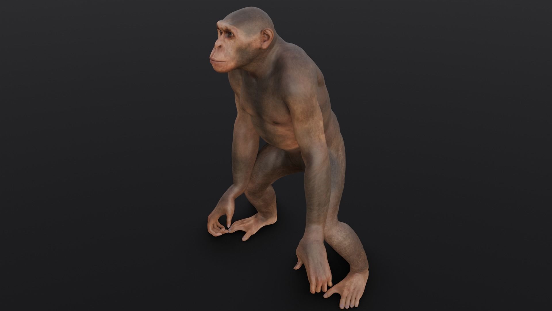 Animated Monkey 3D Model Low-poly 3D model_16