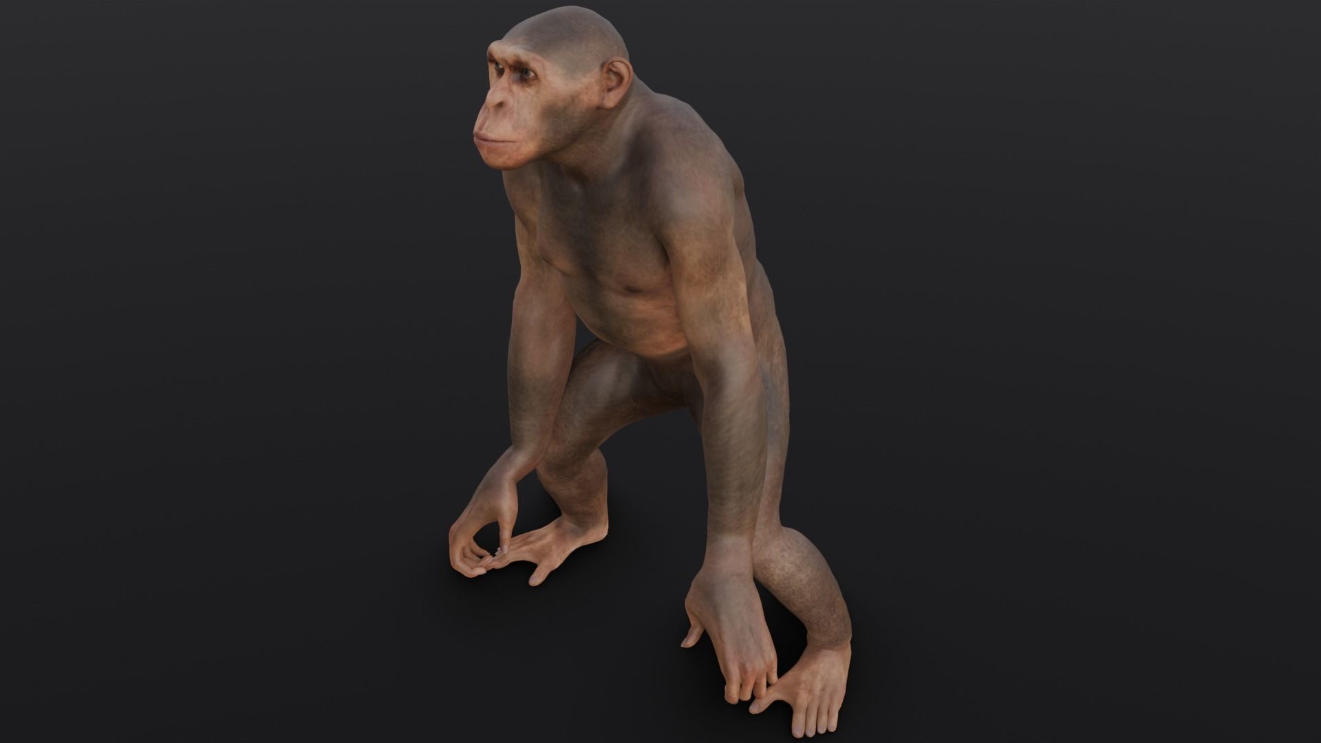 Animated Monkey 3D Model Low-poly 3D model_9