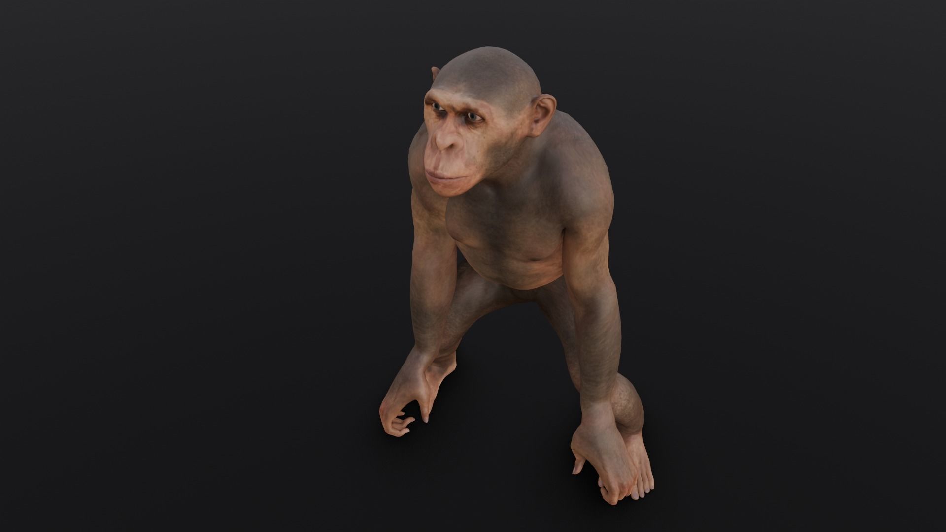 Animated Monkey 3D Model Low-poly 3D model_15