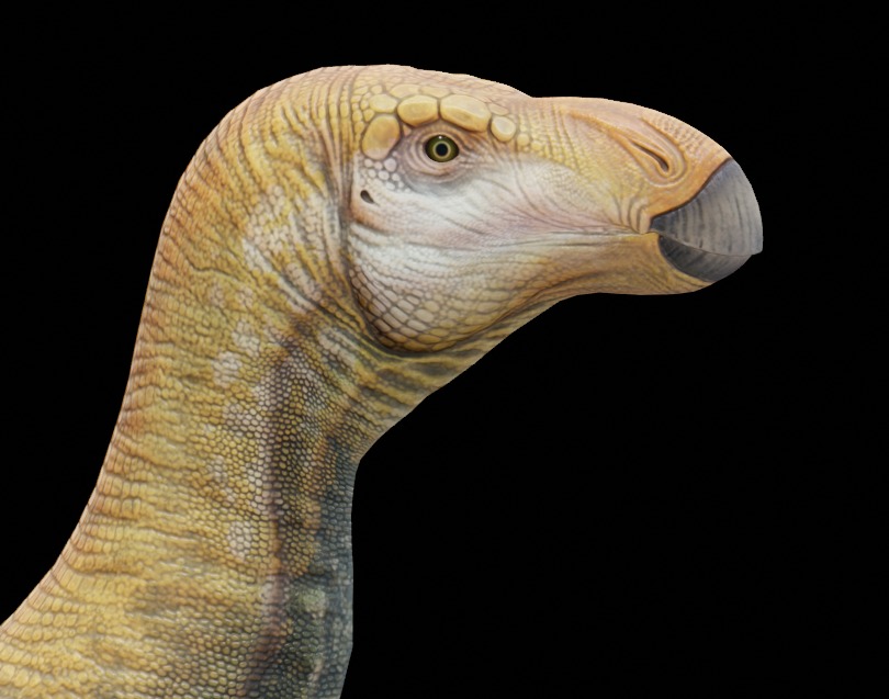 Iguanodon Asset Pack Low-poly 3D model_17