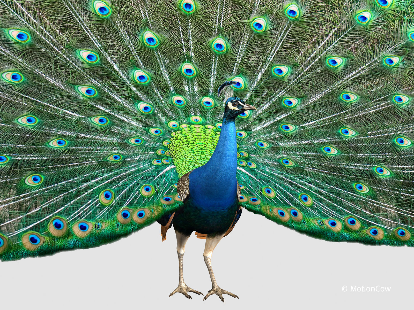Peacock 3D model_11