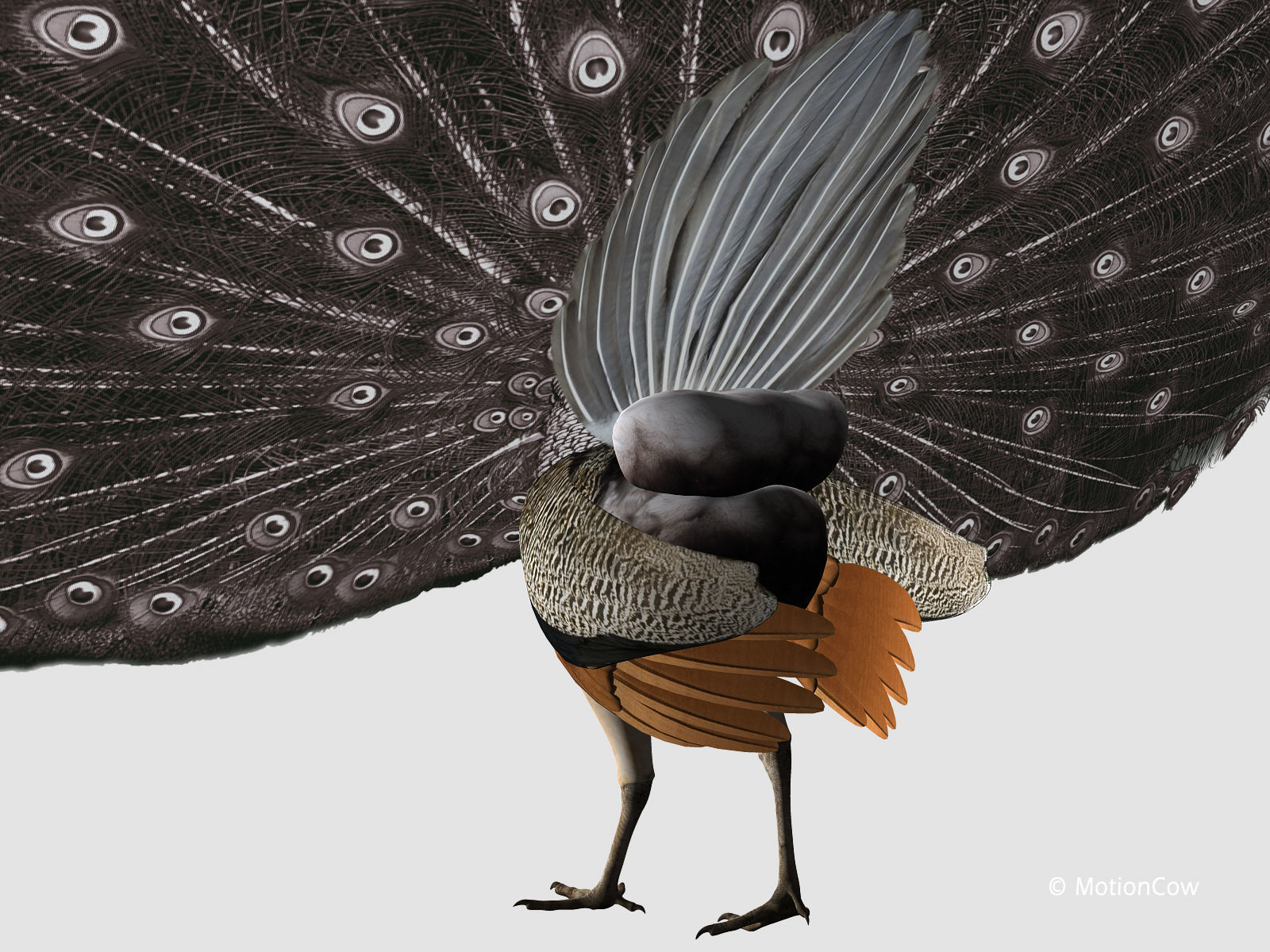Peacock 3D model_13