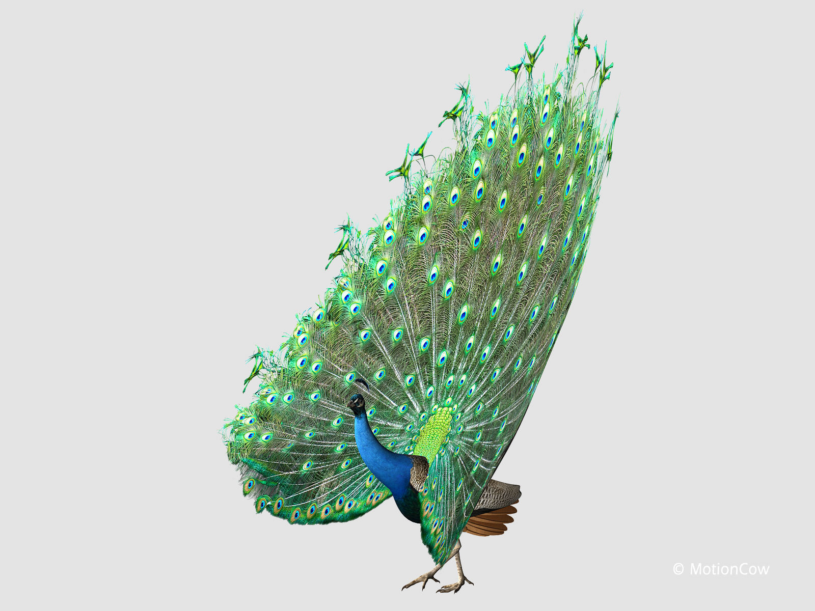 Peacock 3D model_6