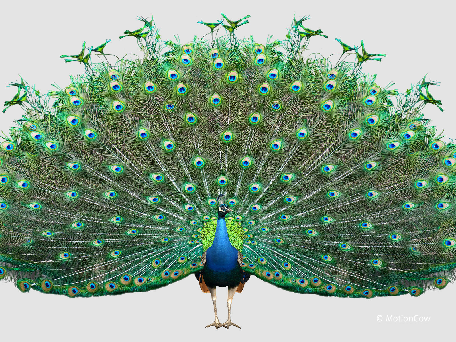 Peacock 3D model_17