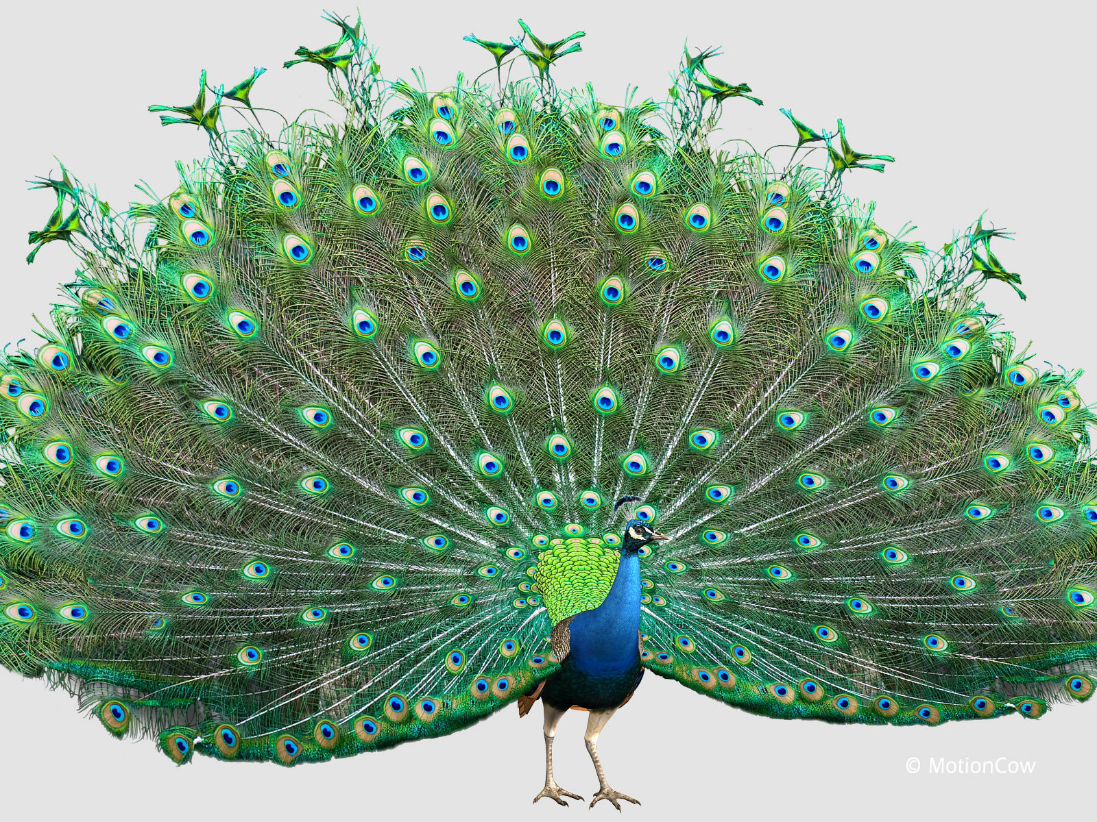 Peacock 3D model_4