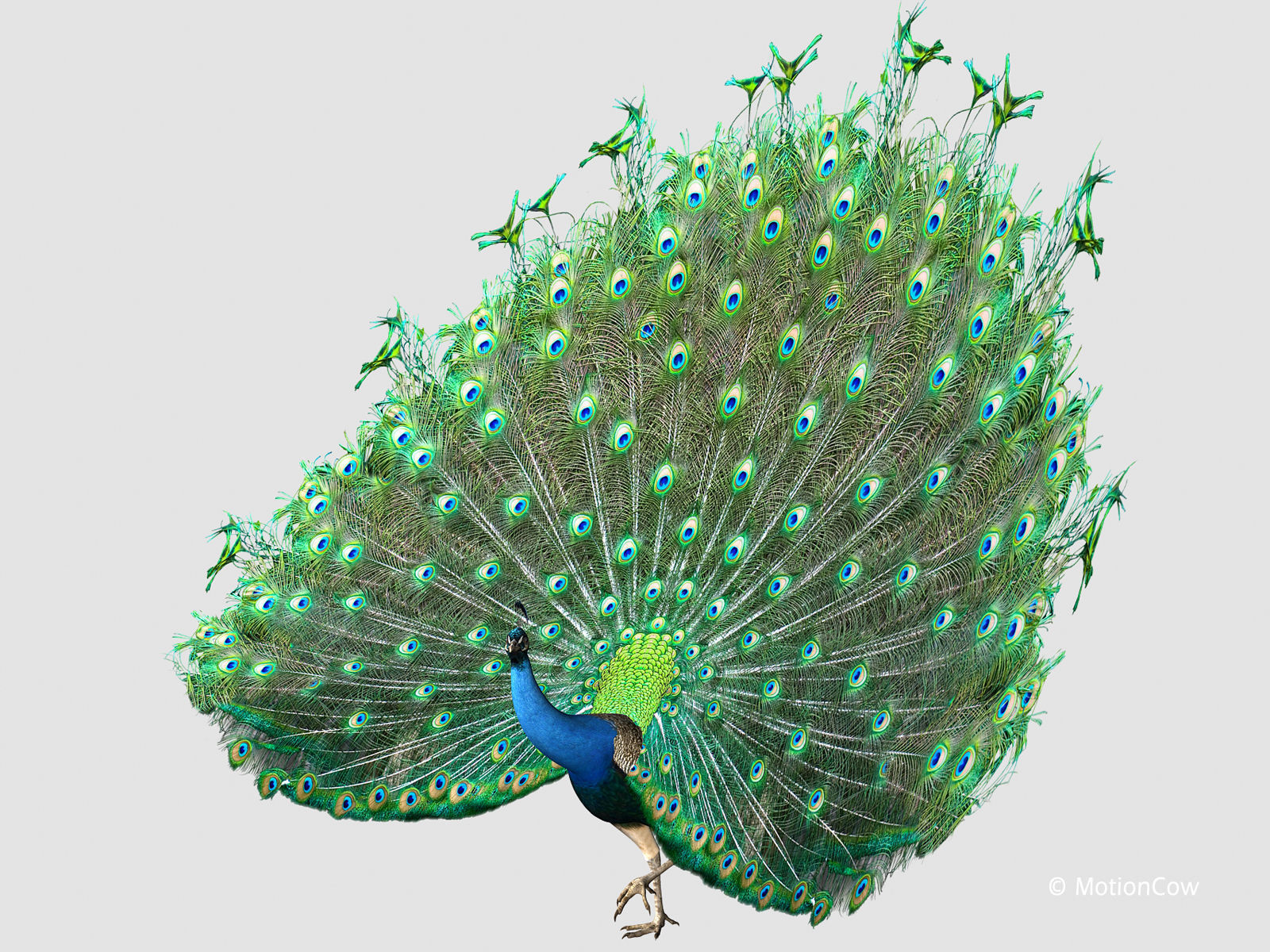 Peacock 3D model_5