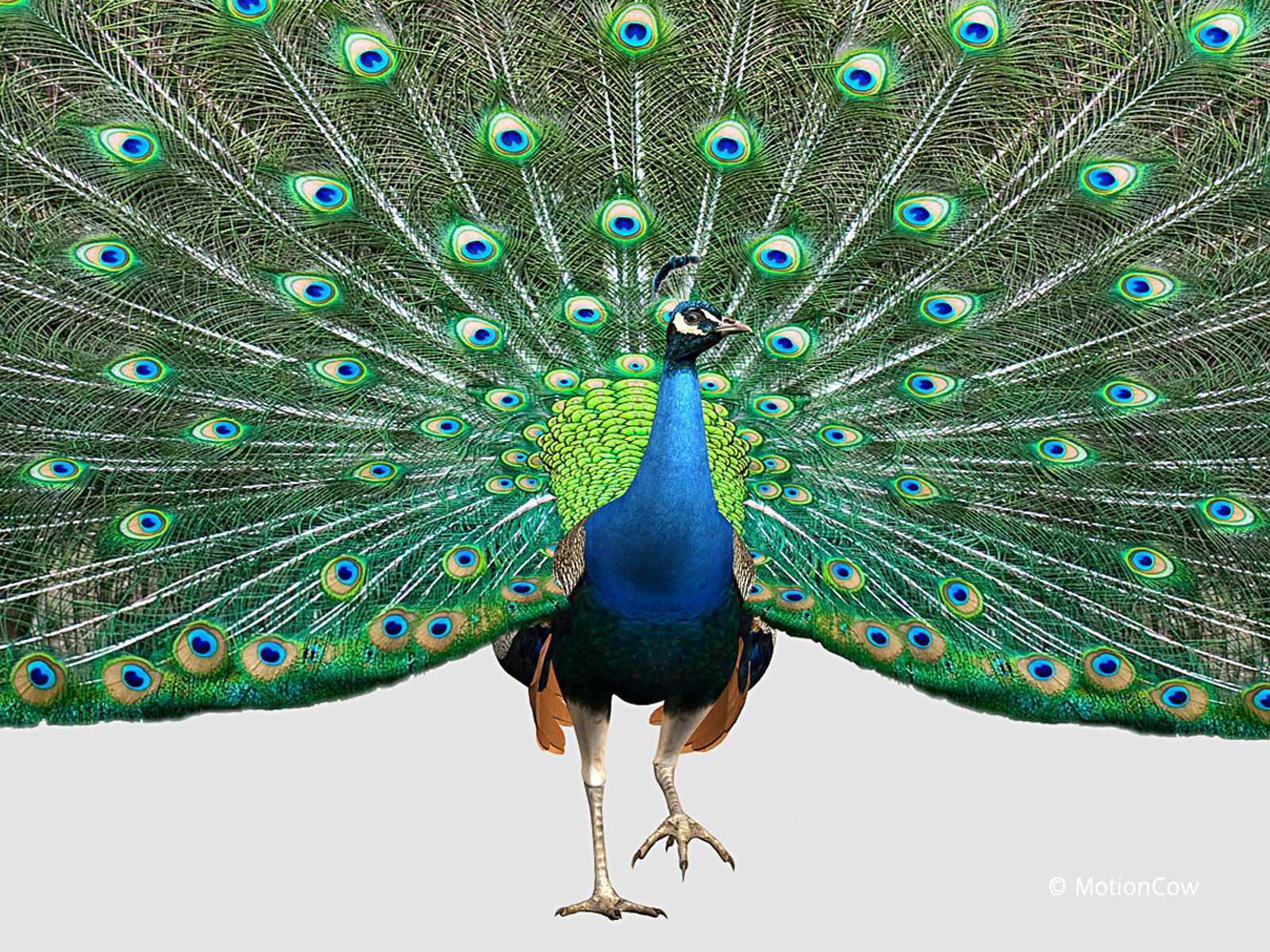 Peacock 3D model_2