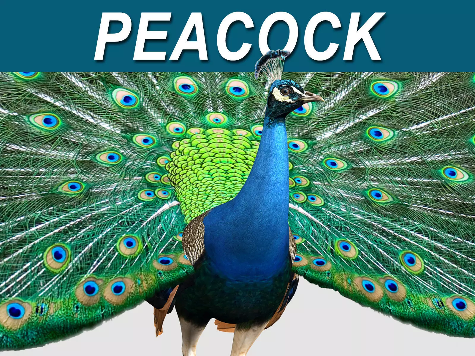Peacock 3D model_0