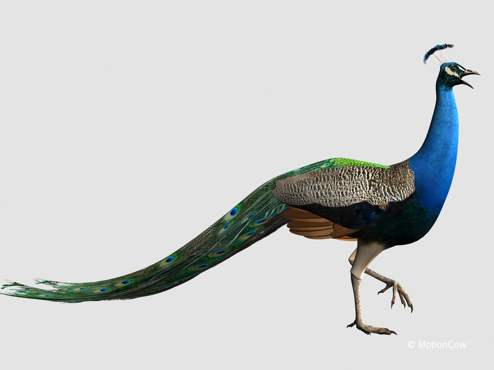 Peacock 3D model_9