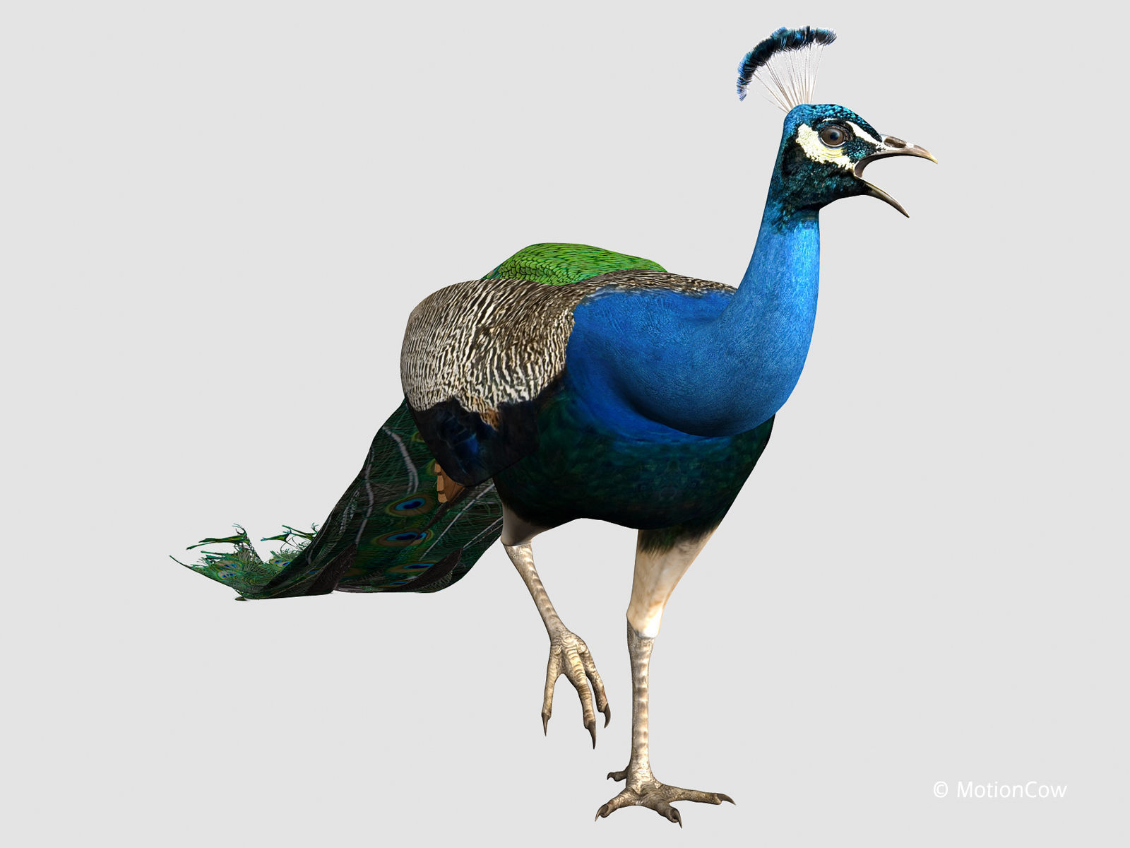 Peacock 3D model_7