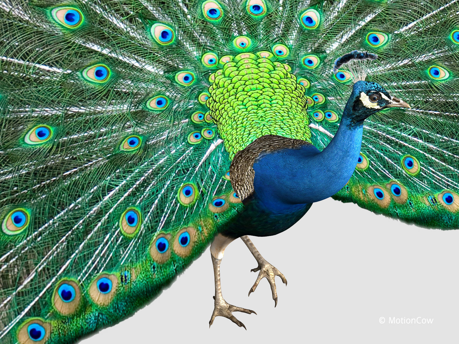 Peacock 3D model_3