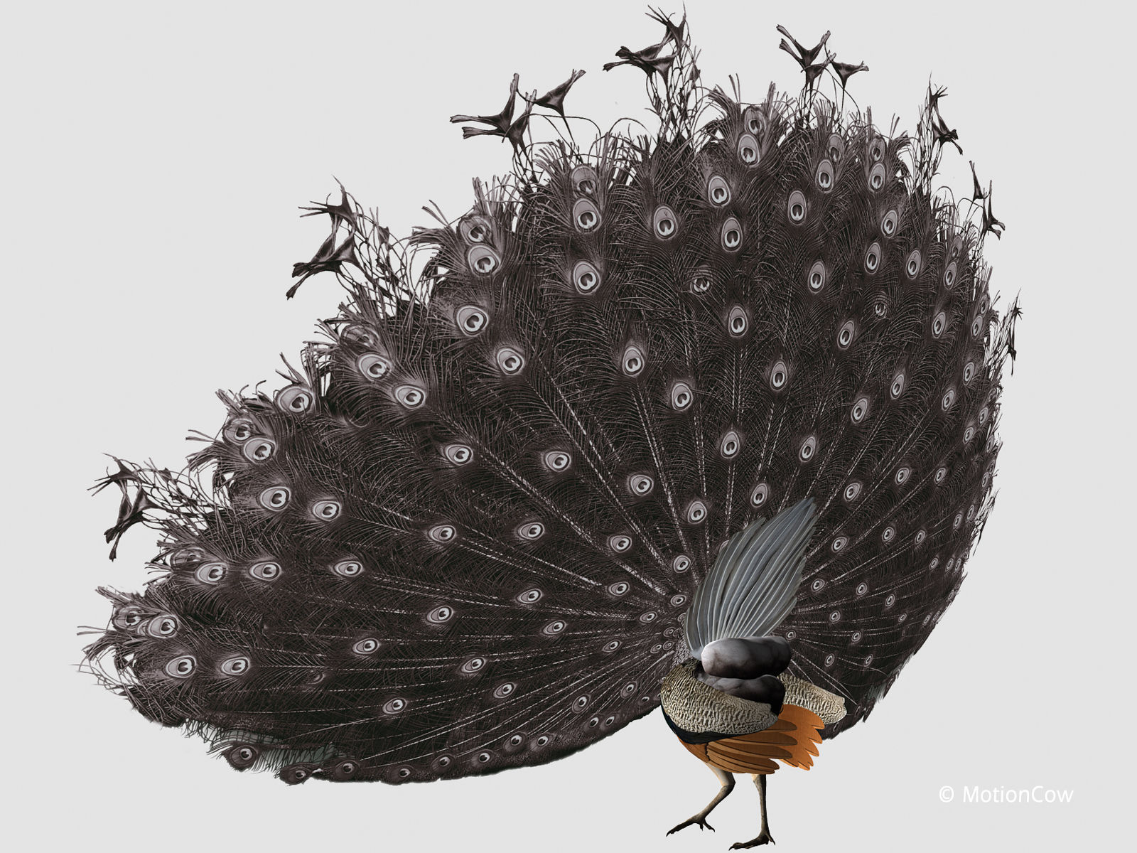 Peacock 3D model_12