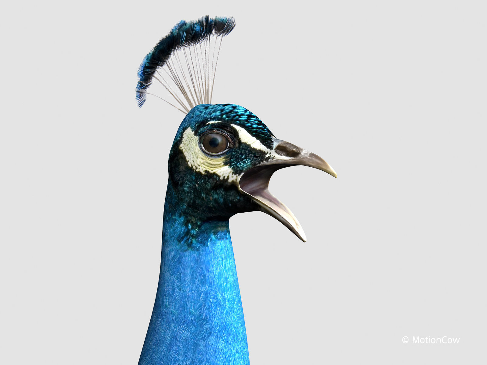 Peacock 3D model_15